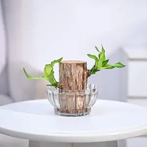 Green Lucky Brazil Wood Potted Plant - Pack of 2