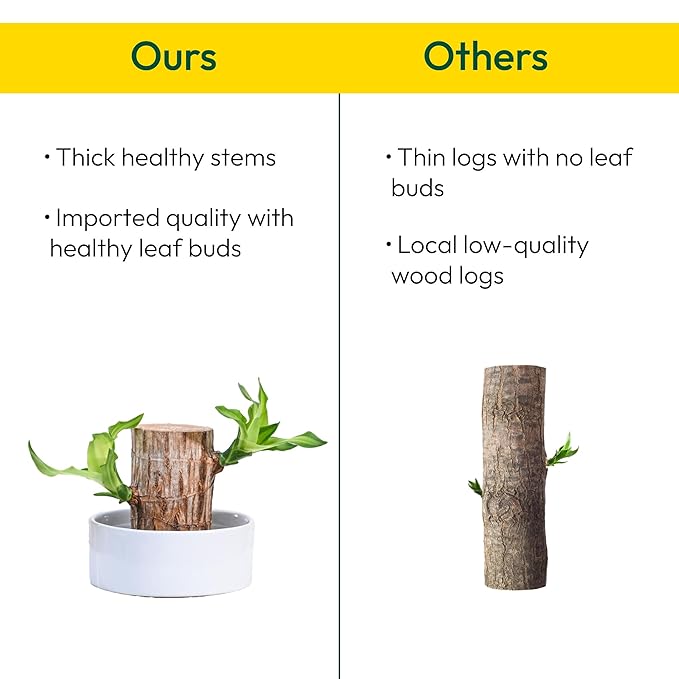 Green Lucky Brazil Wood Potted Plant - Pack of 2