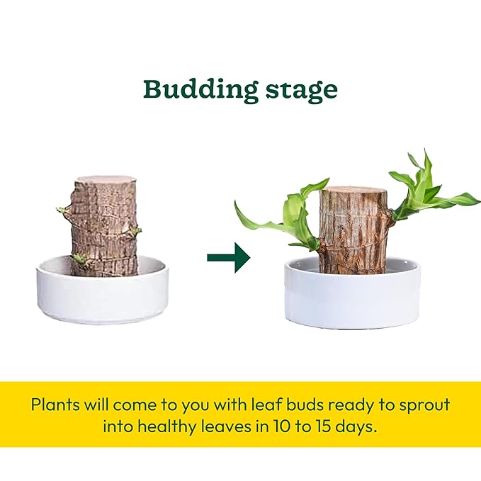Green Lucky Brazil Wood Potted Plant - Pack of 2