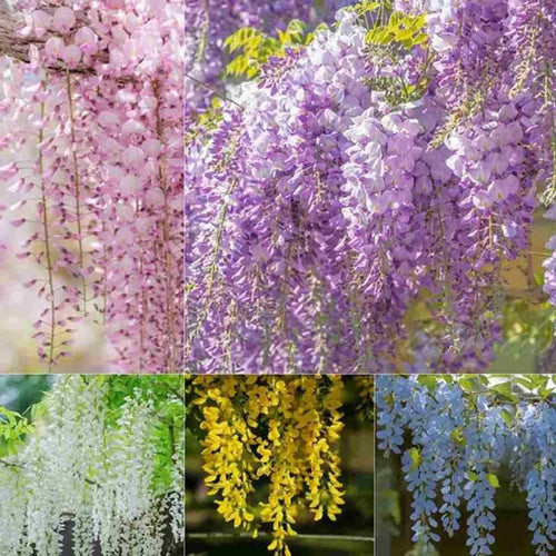 Garden & Outdoor