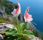 Vibrant Peacock Flower Seeds Pack of 2