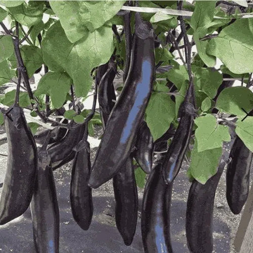 Aarij Mart Giant Eggplant Seeds 100 g Pack
