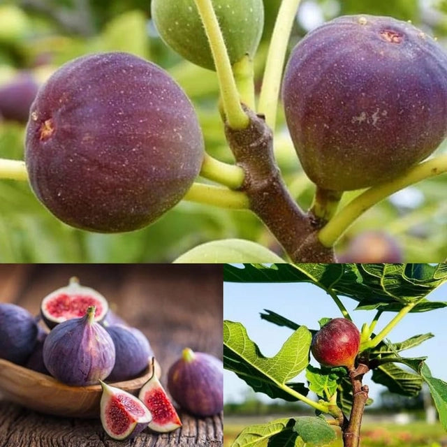Fig Tree Seeds for Plant Growth